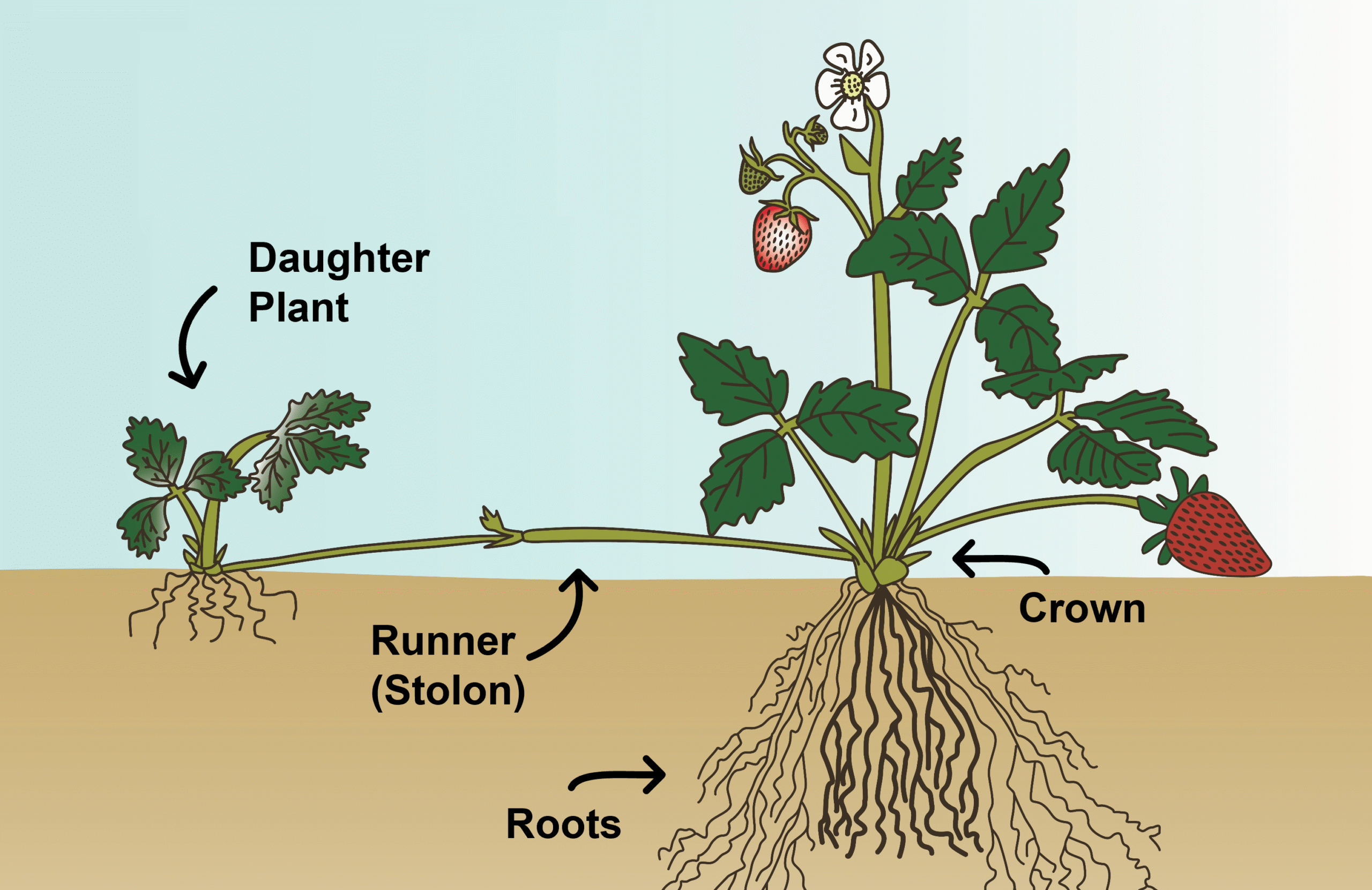 Strawberry propagation