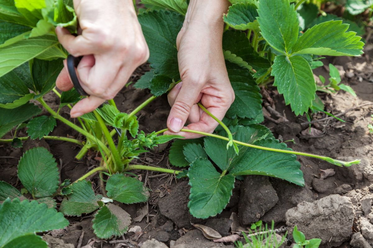 Strawberry runner cutting