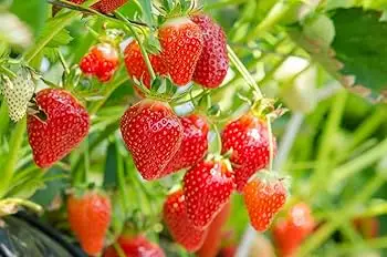 Earliglow strawberry variety, a top choice among the best strawberry varieties for early harvest