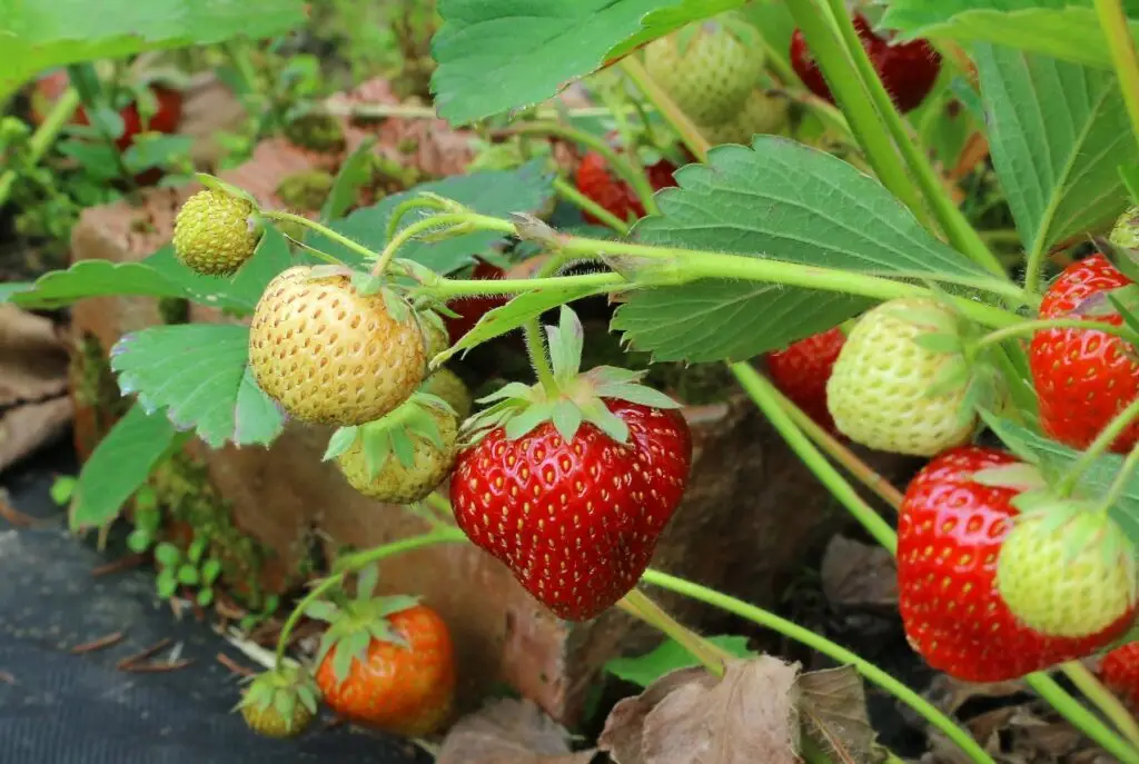 Best Fragrant Strawberries to Grow for Sweetness