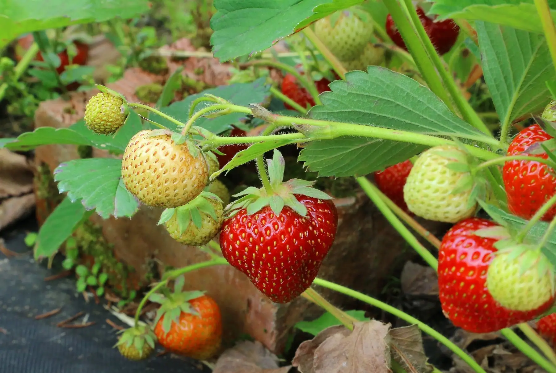 A garden with the best strawberry varieties ripening under morning sunlight