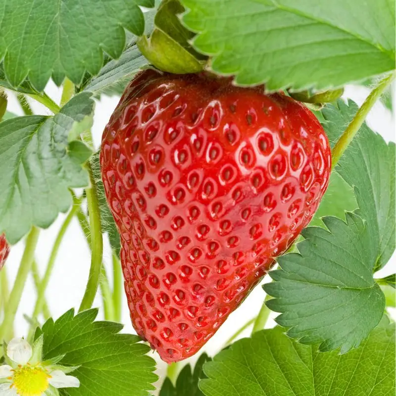 Seascape strawberry variety, one of the best strawberry varieties with large, sweet fruits