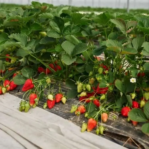 Your Ultimate Guide to Growing Strawberries at Home