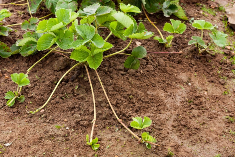 Strawberry runners