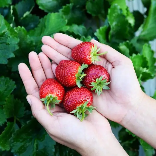 TriStar strawberry variety known as one of the best strawberry varieties for sweet flavor