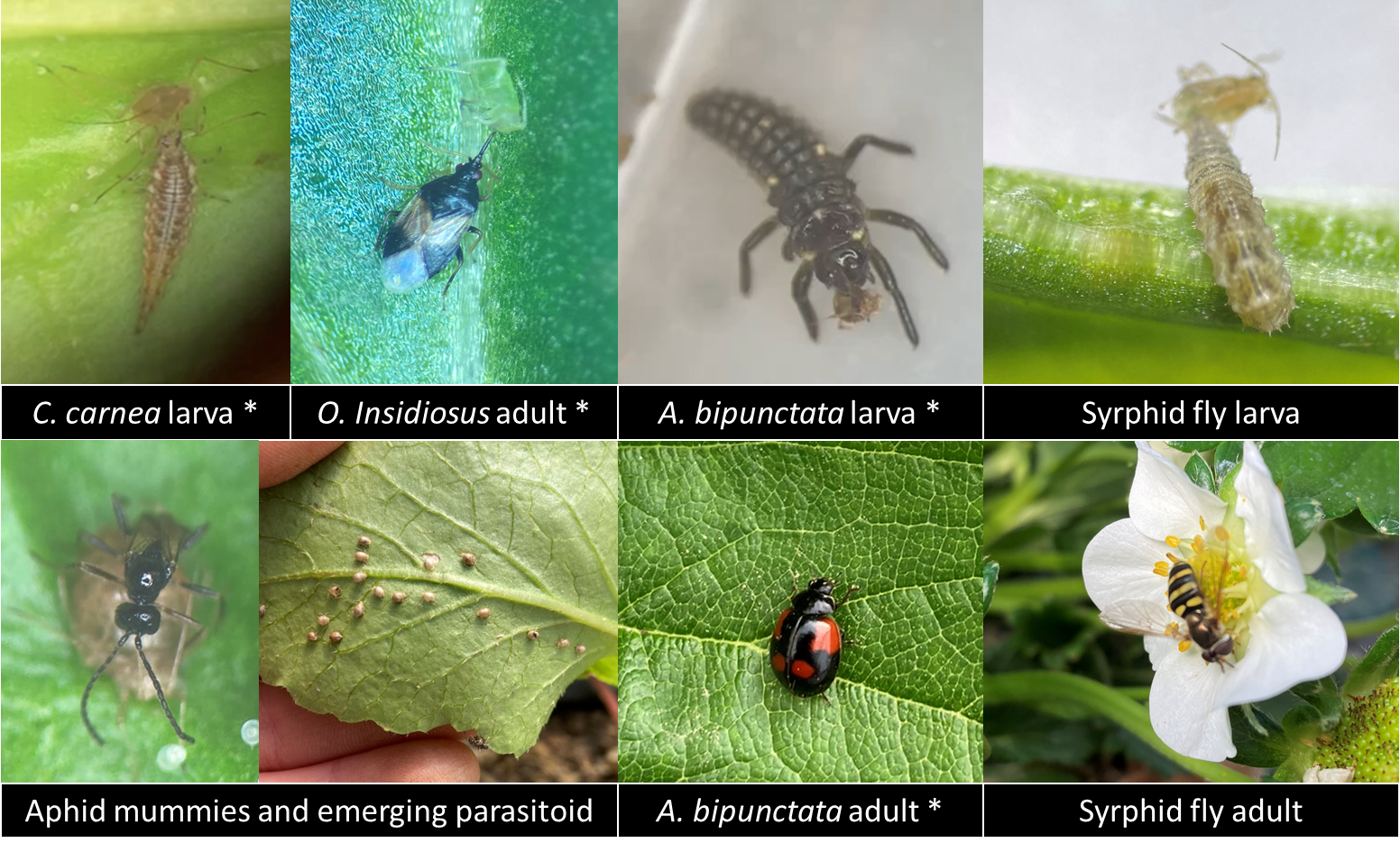 Pest management for strawberries