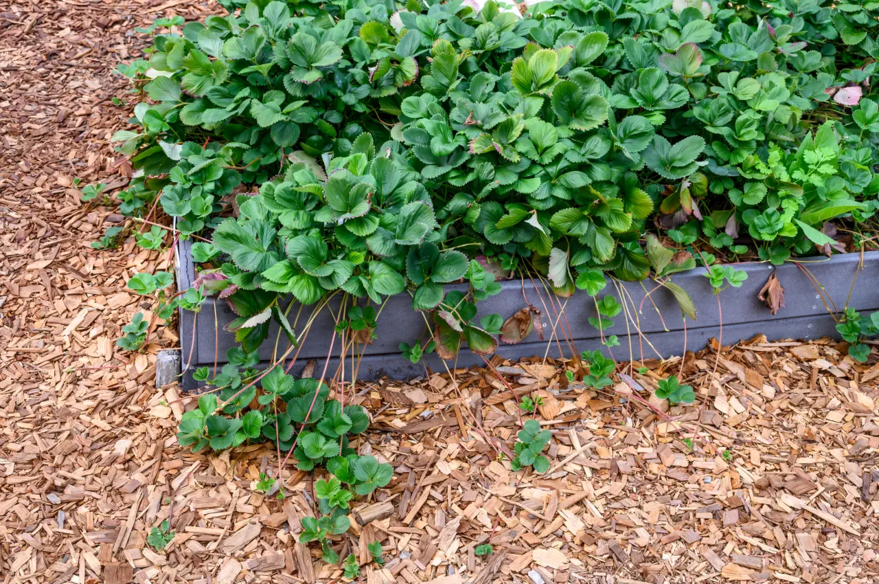 Strawberry yield management