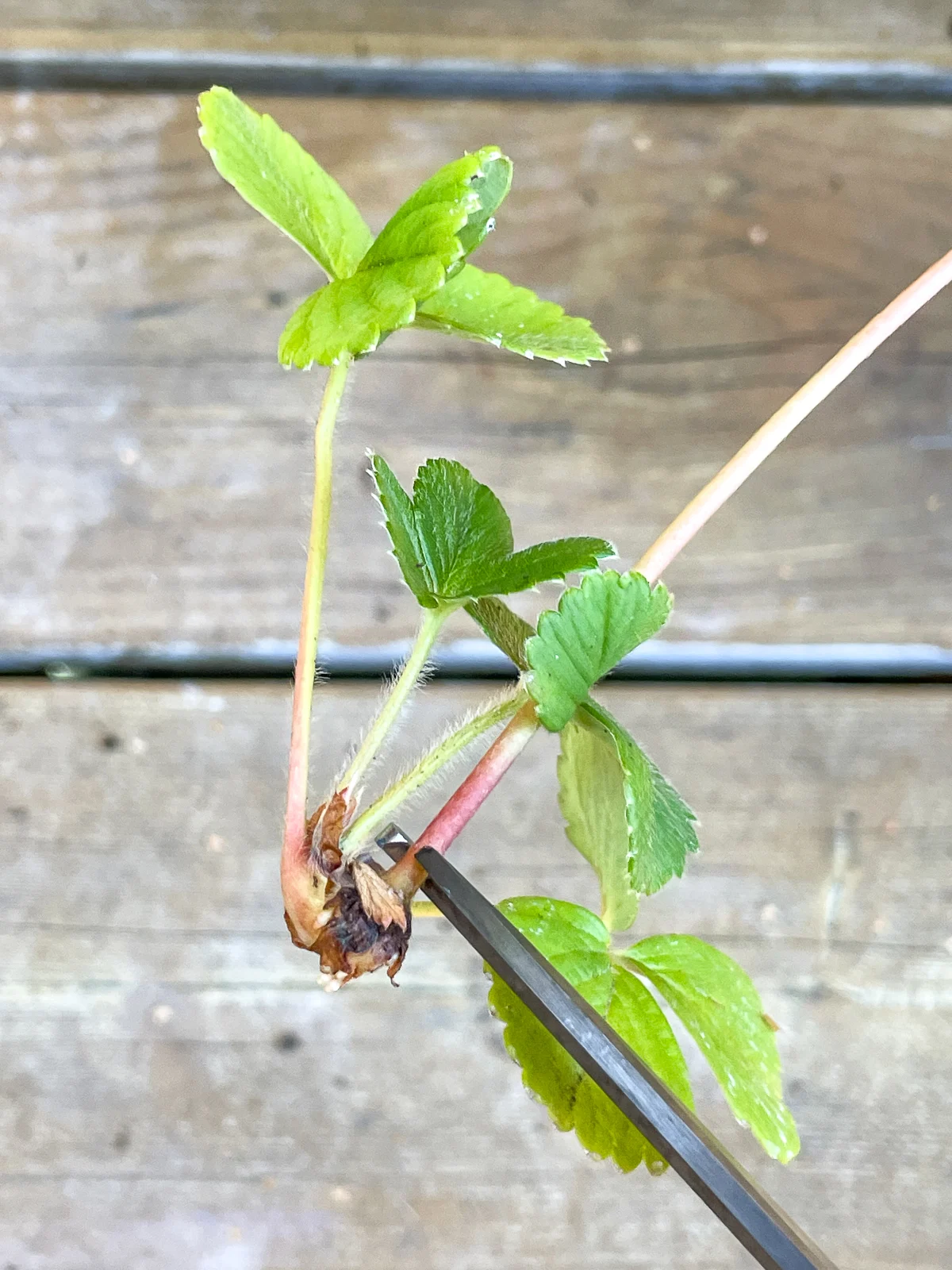 Rooting strawberry runners